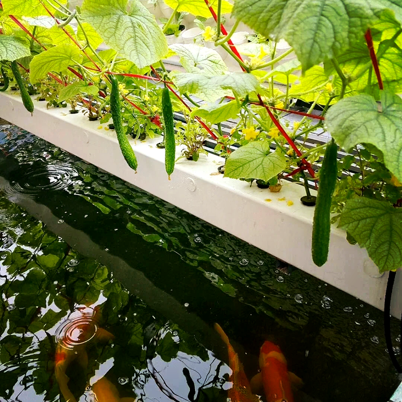 泰安市玻璃大棚鱼菜共生 - 厂家