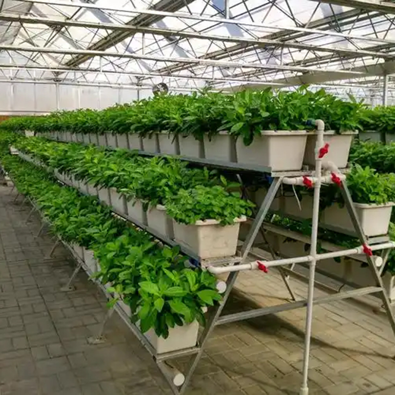 泰安市植物工厂玻璃大棚 - 哪里好